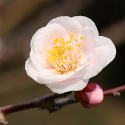 梅・開花！ ～ 春は近い ～ 2