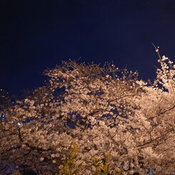Last Cherry #6