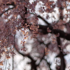 しだれ桜