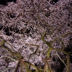 満天の桜
