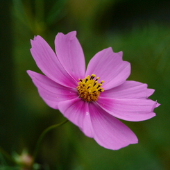 秋桜