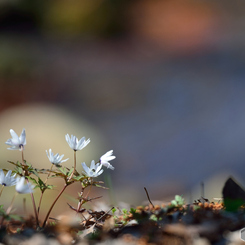 水辺の花