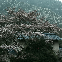 広島_御調八幡宮借景2