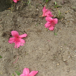 花をちぎってみたけれど