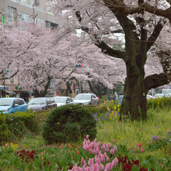 大学通り1