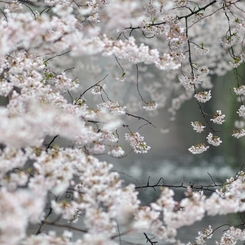 spring for tokyoites