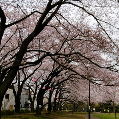 足立区花畑公園の桜1