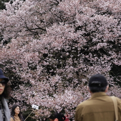 桜見る人々－１