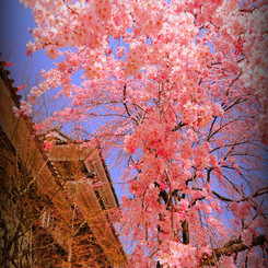 Healing of Japan...﻿