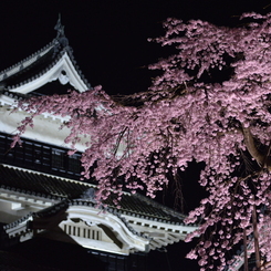 城と桜