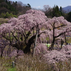 三春の滝桜