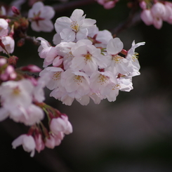 桜・さくら・サクラ-1