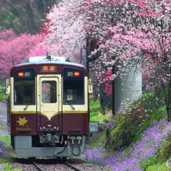 2016花のわたらせ渓谷鐵道⑪