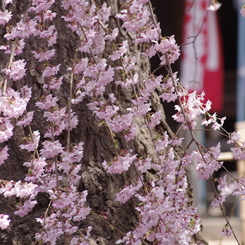 光禅寺の枝垂れ桜-3