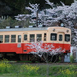 桜キハ200系⑫
