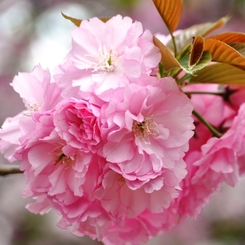 大阪造幣局の桜-2016