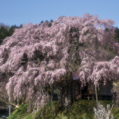 花巡り　其の参