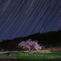 小沢の桜と星空