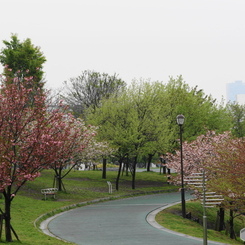 卯月桜ー汐入公園の桜