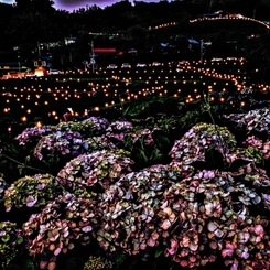 紫陽花とペットボタル①