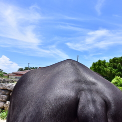 水牛の道
