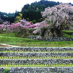 又兵衛桜