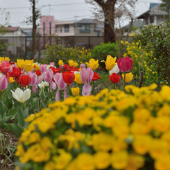 志水さんちの草木園_1