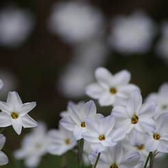 ハナニラ白花の整列