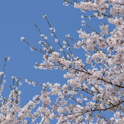 桜と空