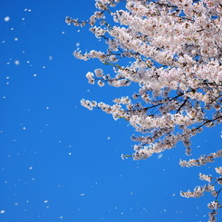 春の雪