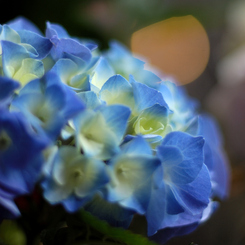 紫陽花 03