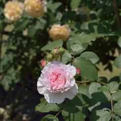 薔薇_1