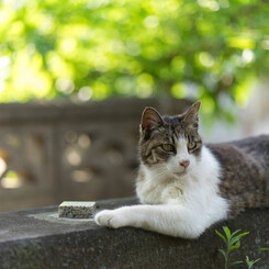 ねこ