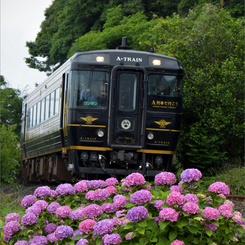 紫陽花とＴＲＡＩＮ　 2