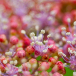 雨の日のお花畑