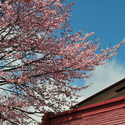 桜と空と屋根