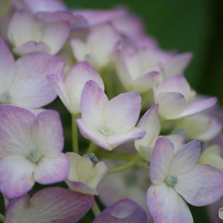 薄桃の紫陽花