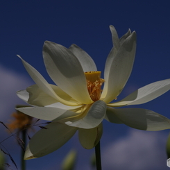 蓮華-1／白蓮-1