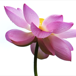 蓮の花咲く頃　5