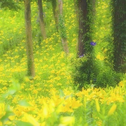 花♡幸せの黄色い世界