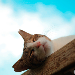 ねこ　その１５９