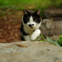 ねこ　その１７１