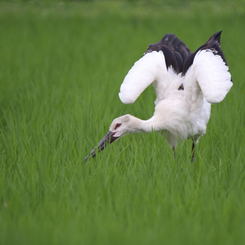 コウノトリ