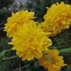 華やかです