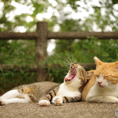 ねこ　その１８９