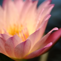 浮かび上がる花色