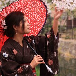 和傘,Sakura,wagasa,cherry blossom,桜
