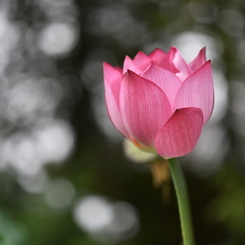 蓮の花