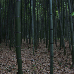 嵐山竹林