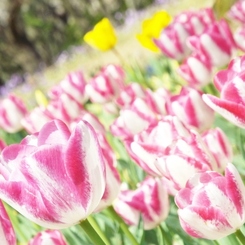 DSCF0485